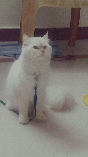 Persian cat pure white colour