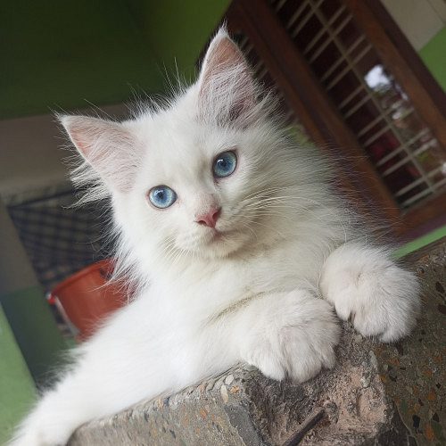 Persian Doll For Sale