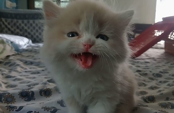 Persian Doll Face Cat