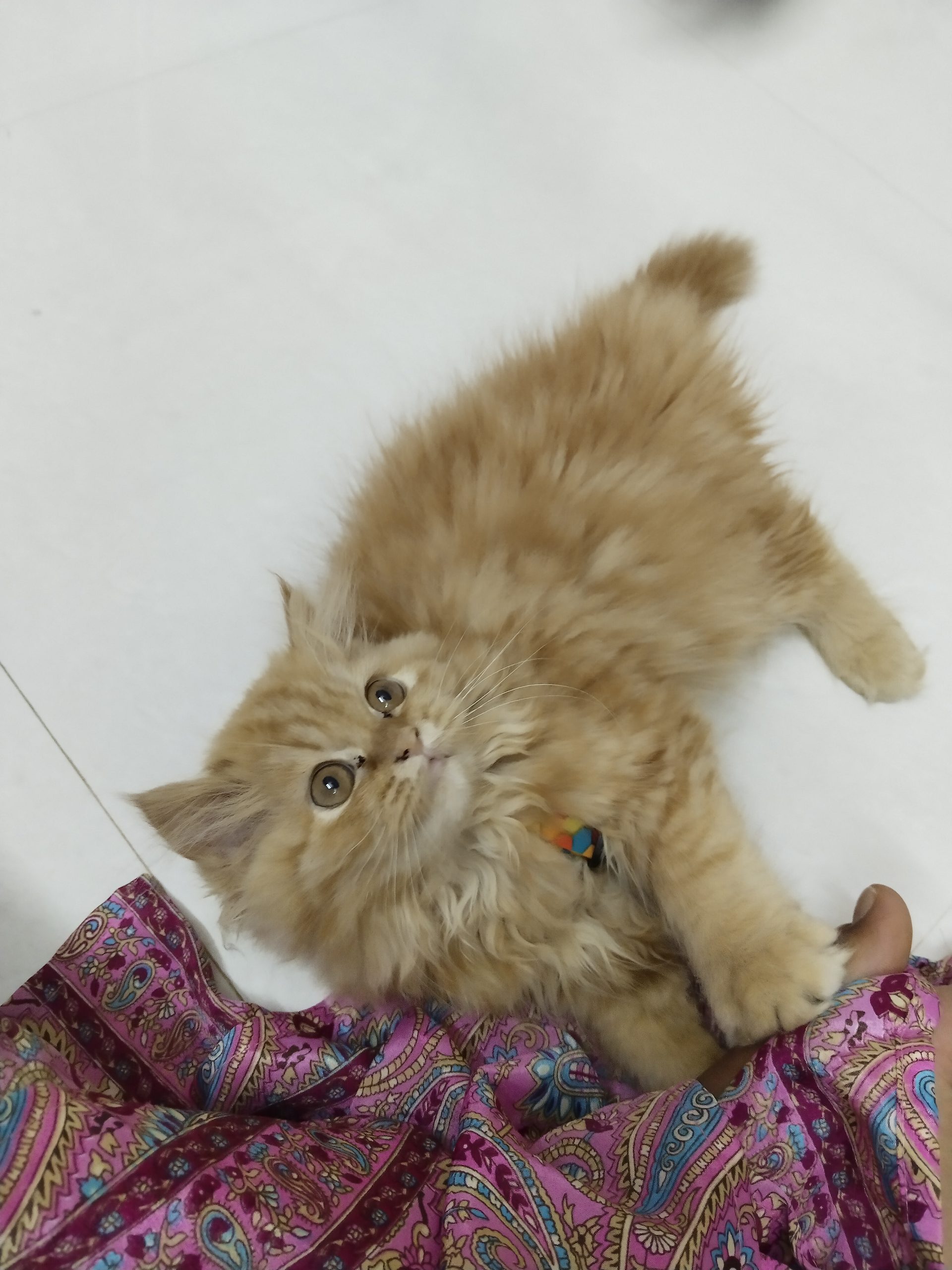 Persian kitten