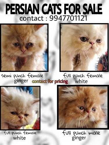 PERSIAN KITTEN