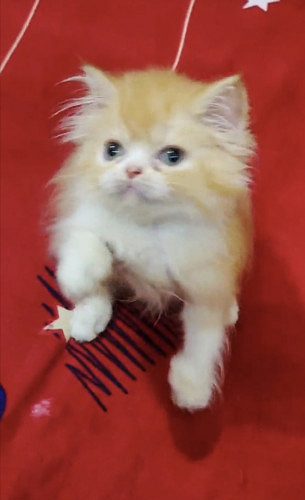 Persian kitten For Sale Rs 6000 only