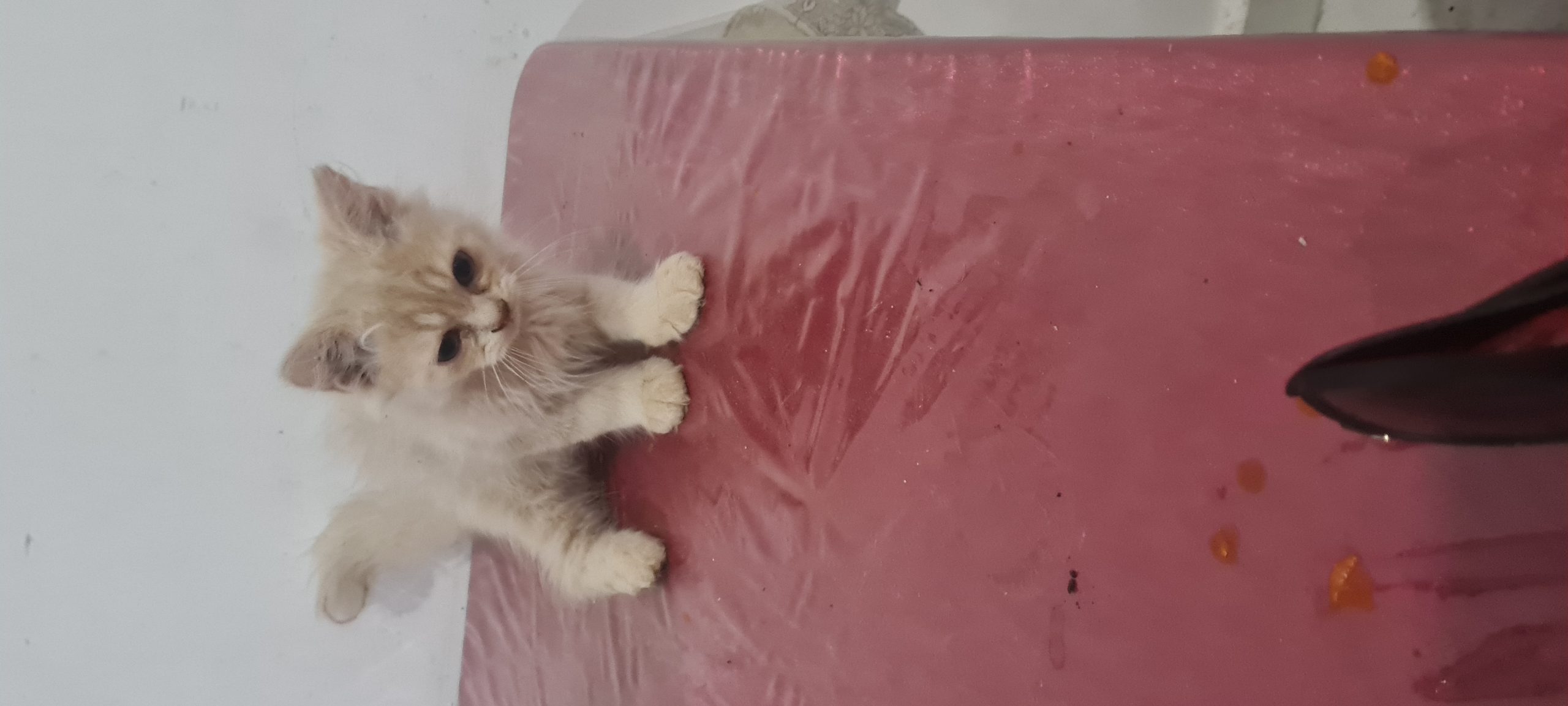 Persian kitten for sale Rs.4500
