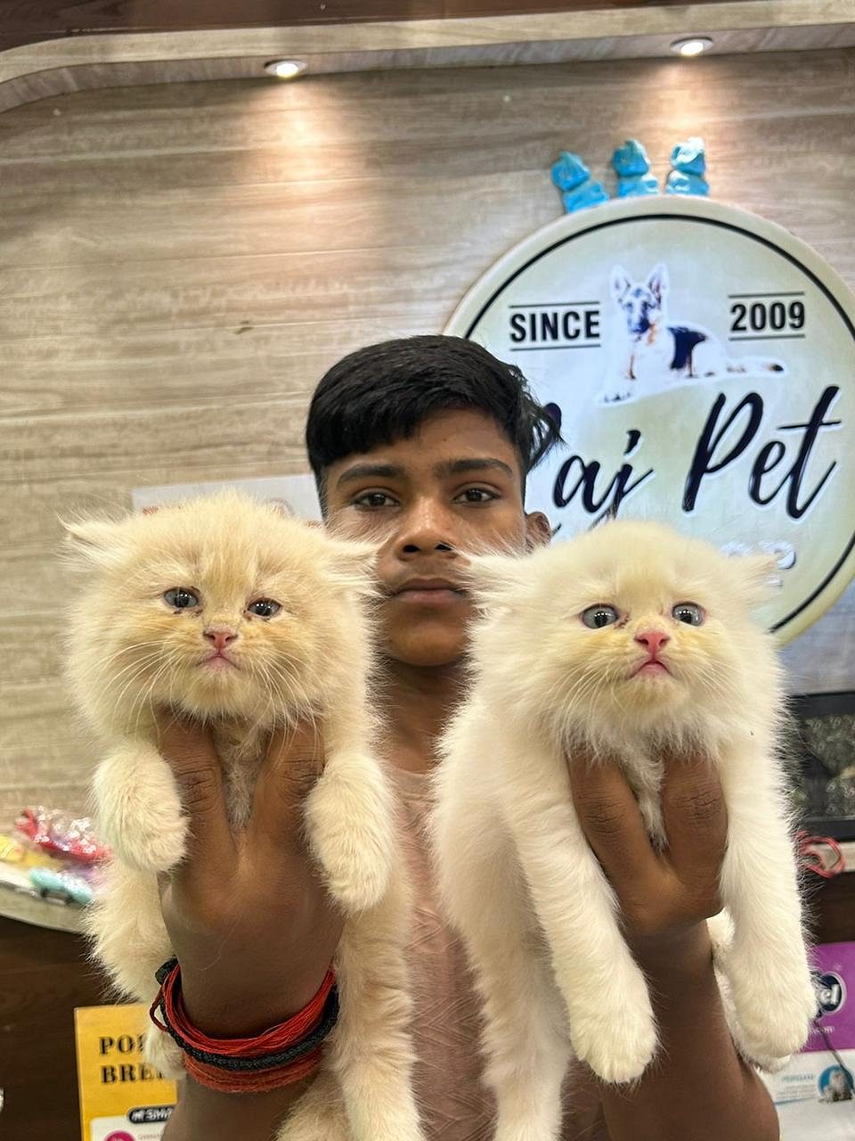 persian kittens available at raj pet shop