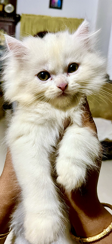 Persian kittens for sale