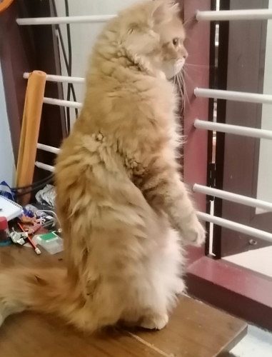 Persian male cats for sale