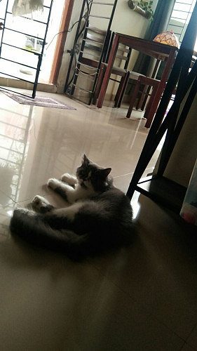 Persian Male Kitten 6 months old