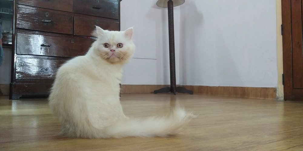 Persian semi punch adult cat for sale.