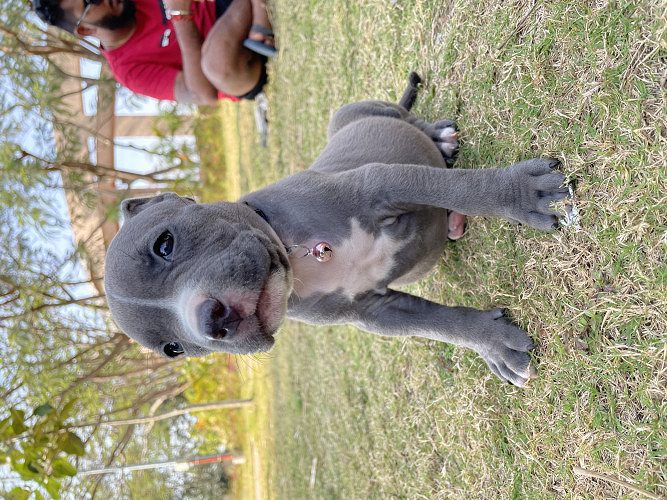 Pittbull Puppies