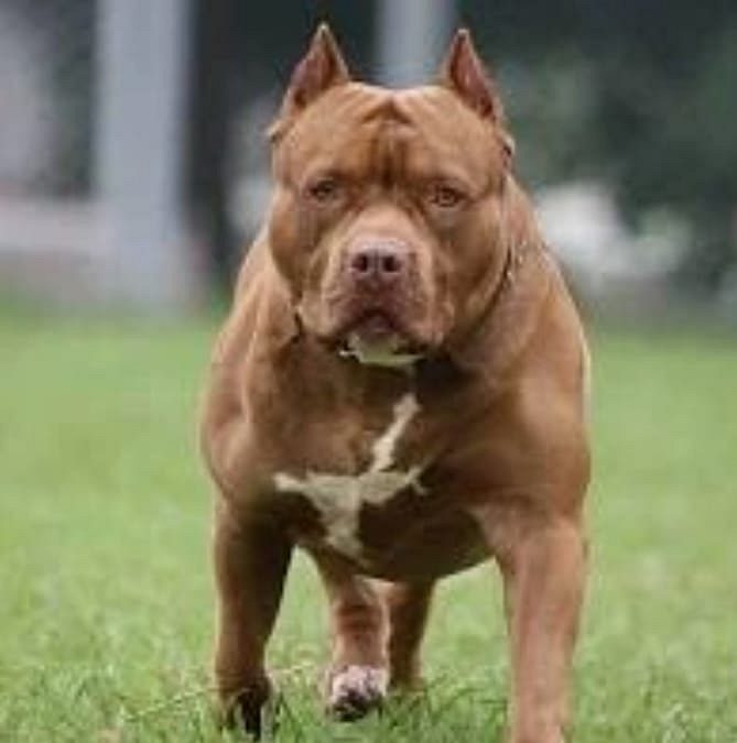 Pittbull puppy for sale