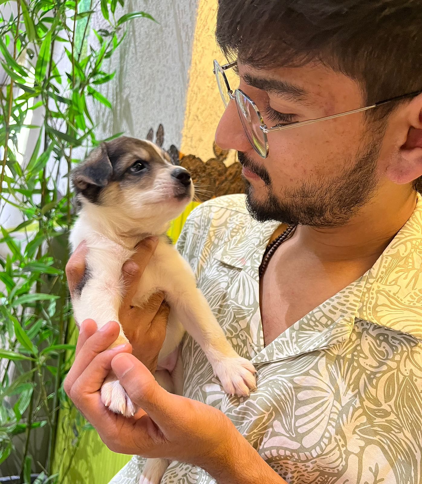 pomeranian ( Puffy )