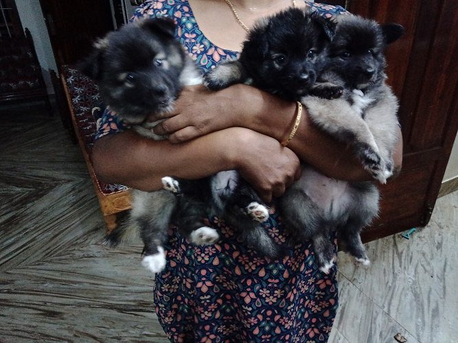 Pomeranian puppies 40 days