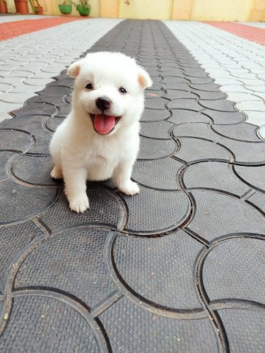 Pomeranian puppies for sale