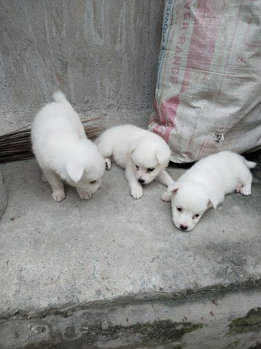 Pomeranian puppies