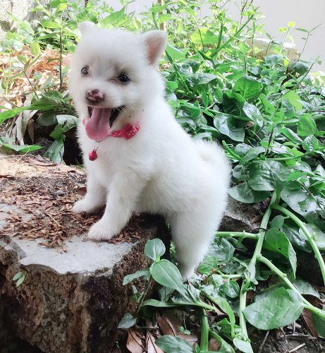 Pomeranian puppies for sale , sulthan bathery , wayanad 