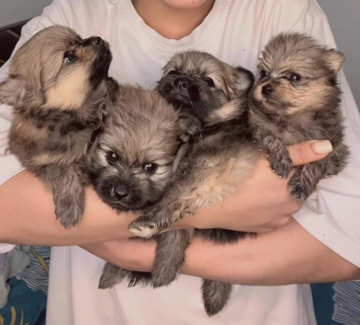 Pomeranian Puppy Sale