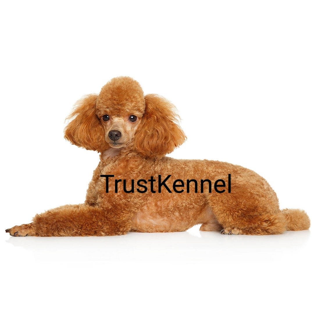 Poodle Pups For Sale Trust Kennel