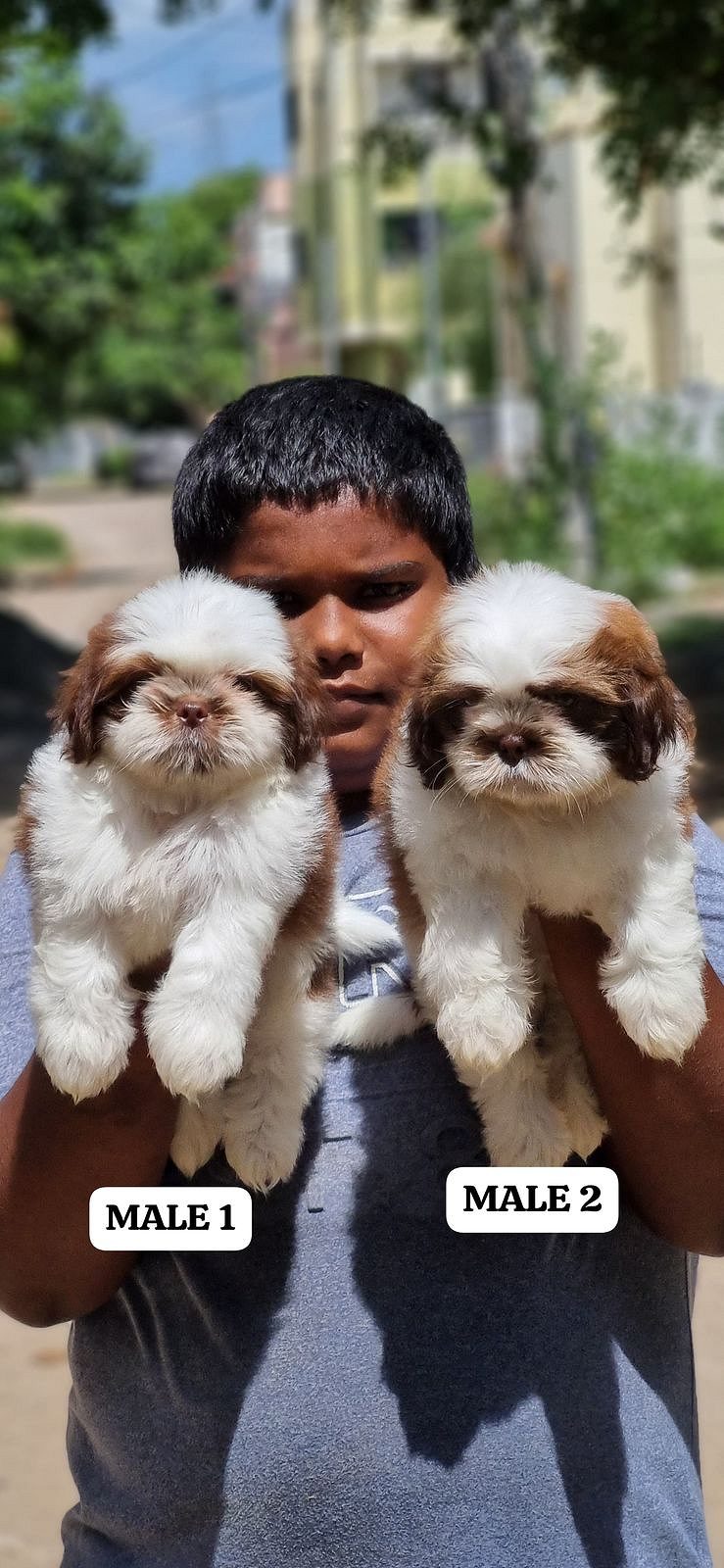 Premium quality Shitzu puppies available for sale