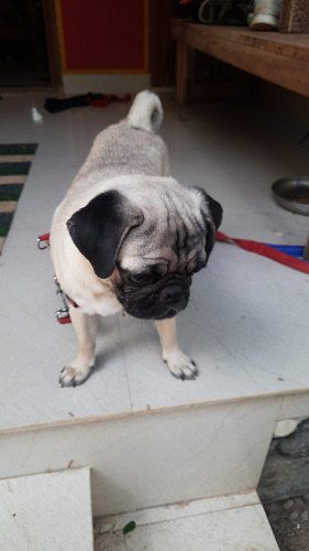 Pug to sale
