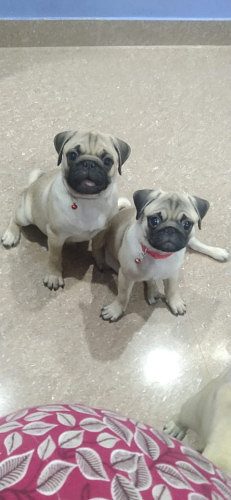 Pug puppies
