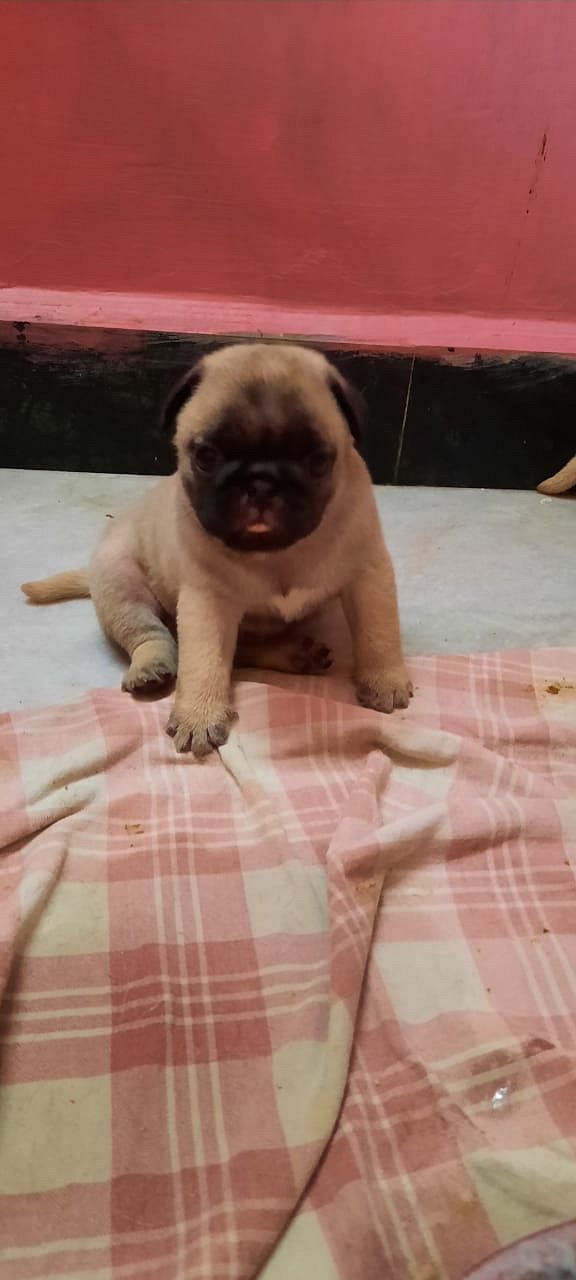 Pug puppy available in Chennai