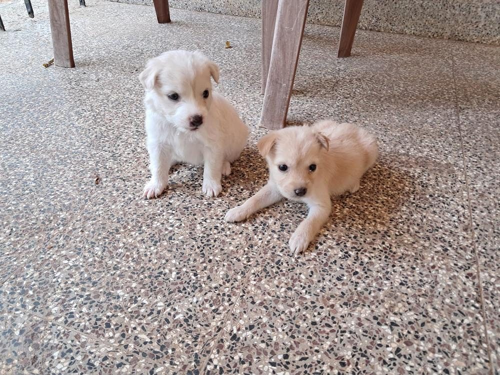 2 Puppies for sale
