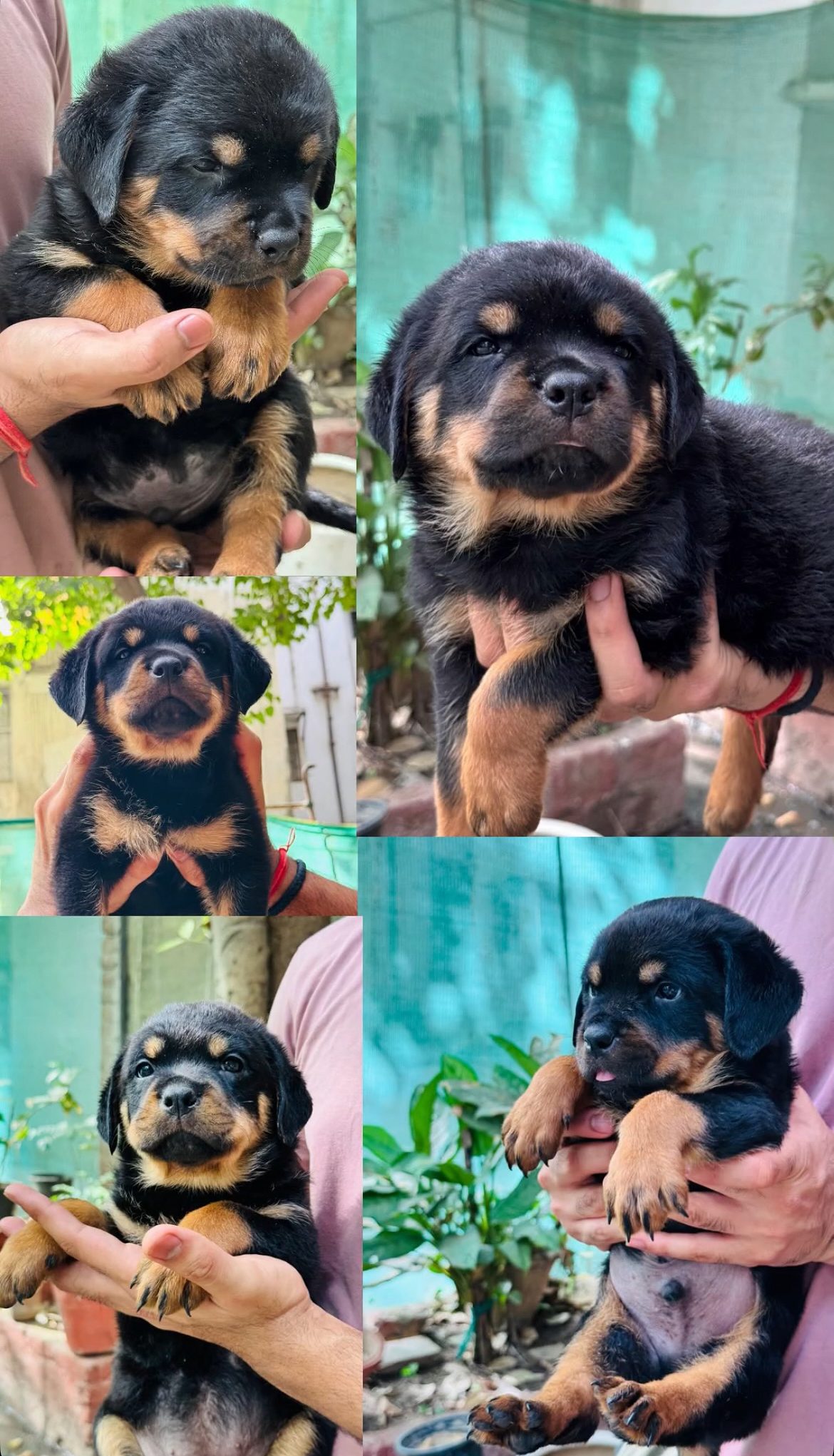 Puppies for sale
