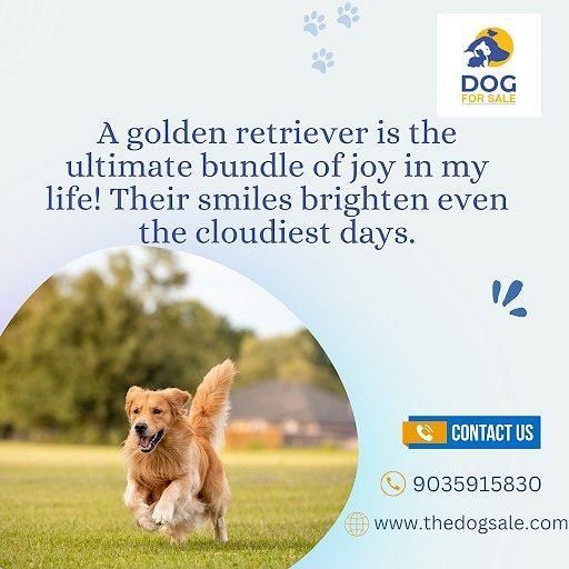 Puppies for sale in Mumbai