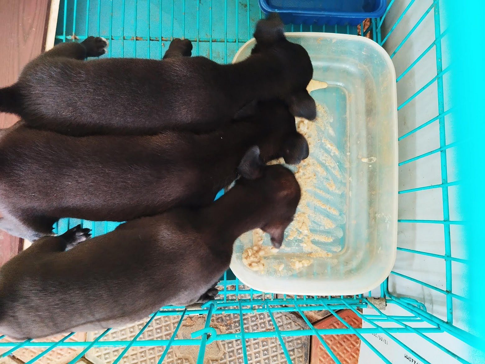 puppy for adoption 3 puppies all black lab+cross 45 days old