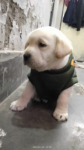 Puppy labrador