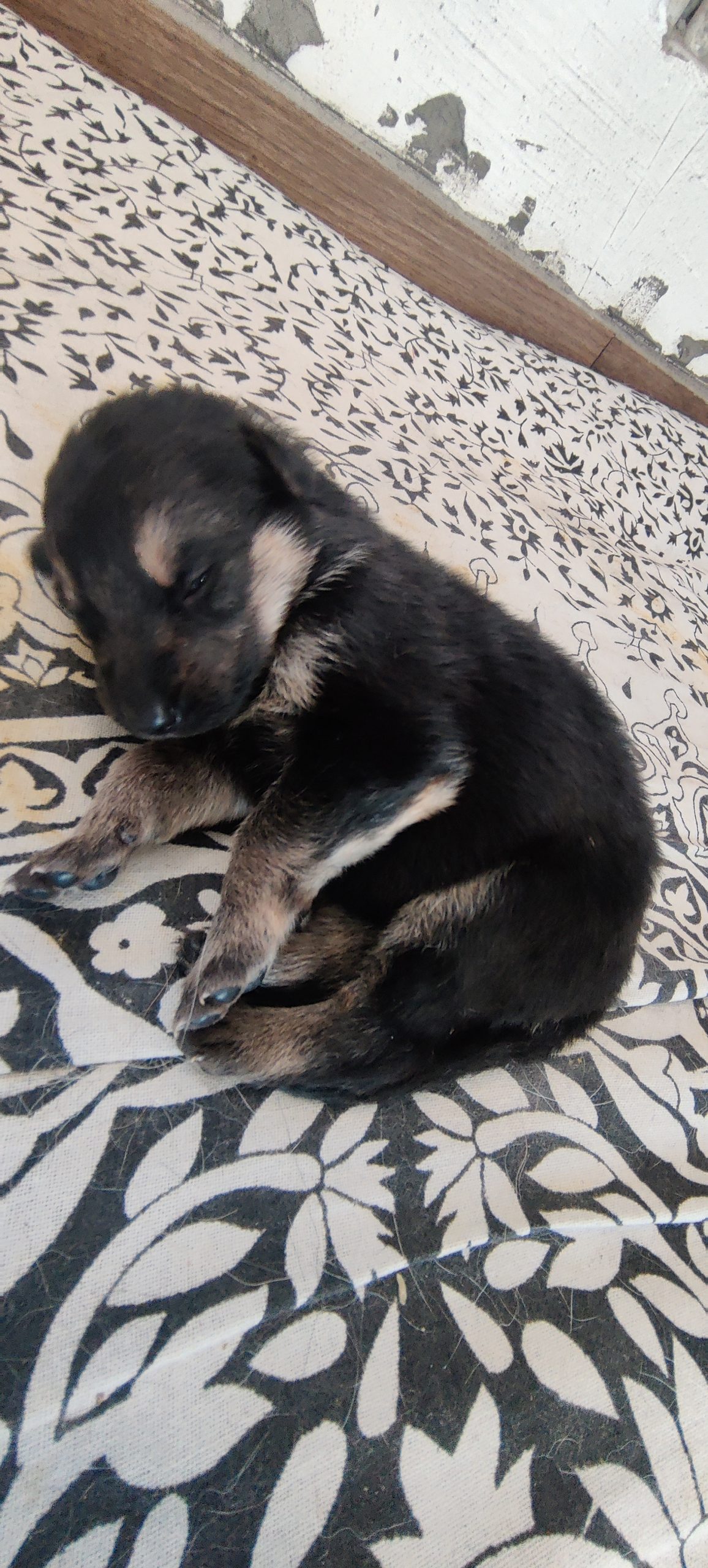 Pure german shepherd puppy.