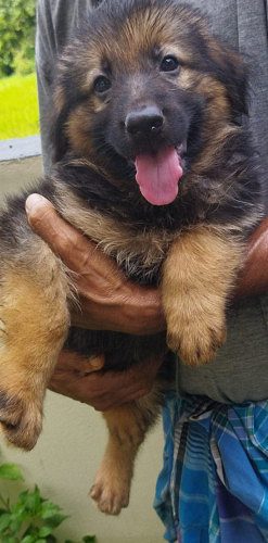 Pure Gsd puppies