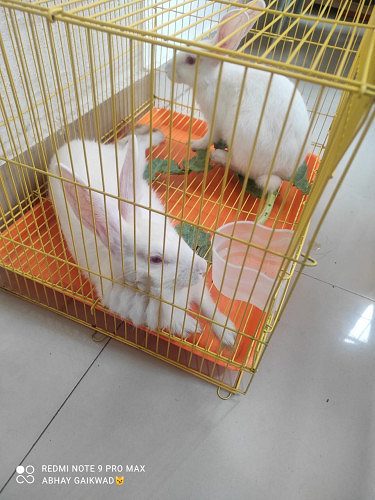 PURE WHITE RABBITS PAIR WITH CAGE