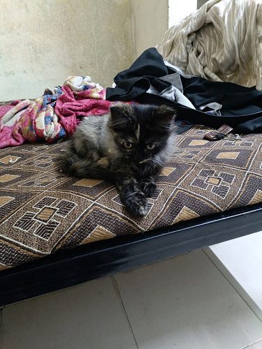 Pursian cat and kittens