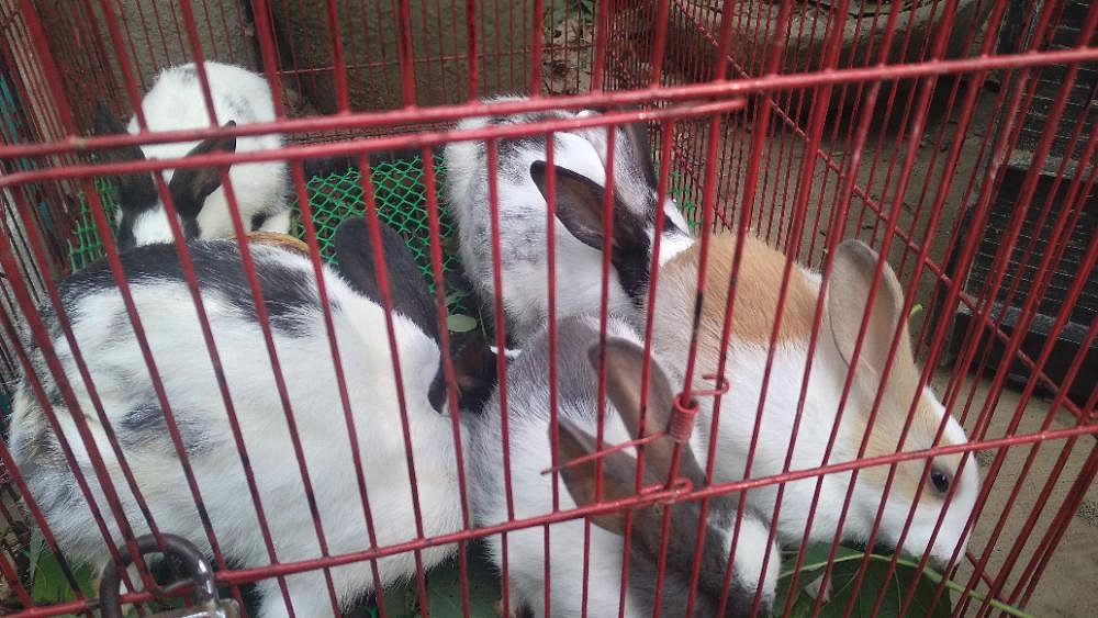 Rabbit for sale in Rangia, Nalbari | Karshika