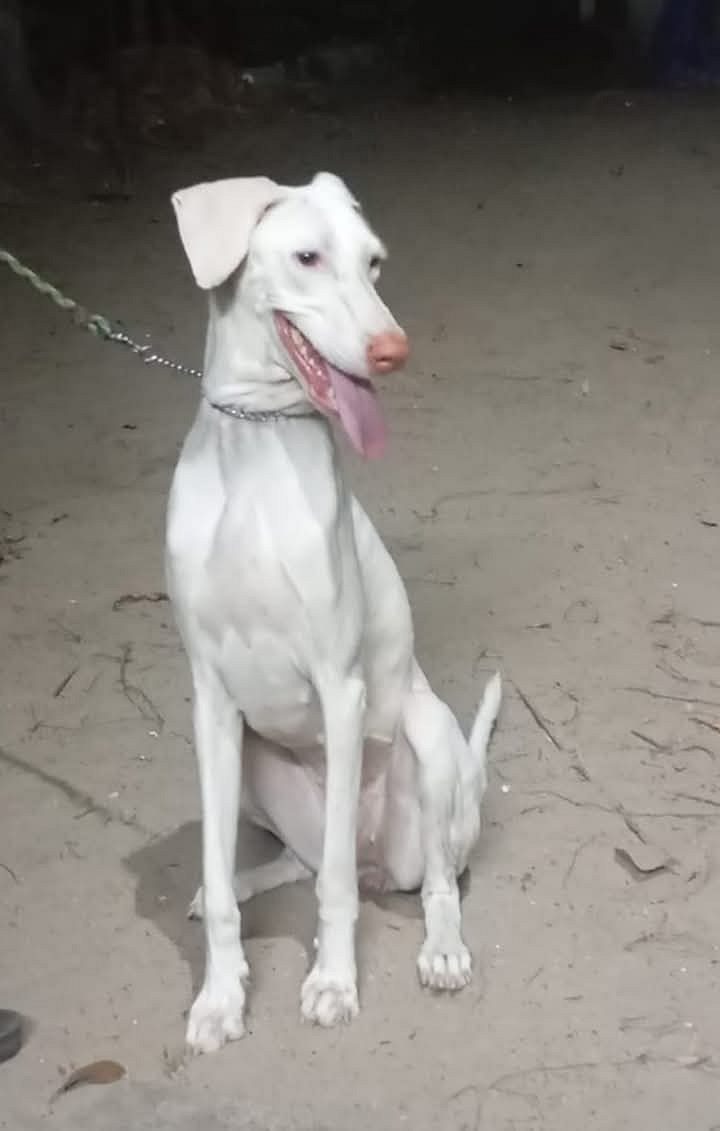 Rajapalayam dog 2 year girl