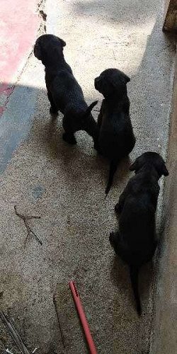 Rajapalayam and Labrador cross black colour puppy for sale