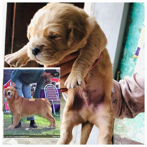 Best retriver puppy's  8171254635