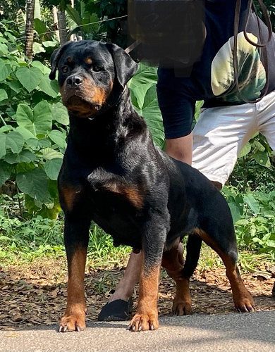 Rottweiler Female Available