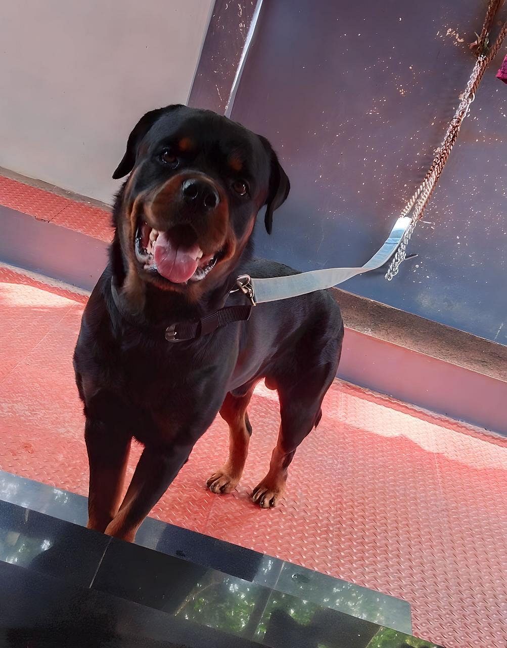 Rottweiler male dog for selling