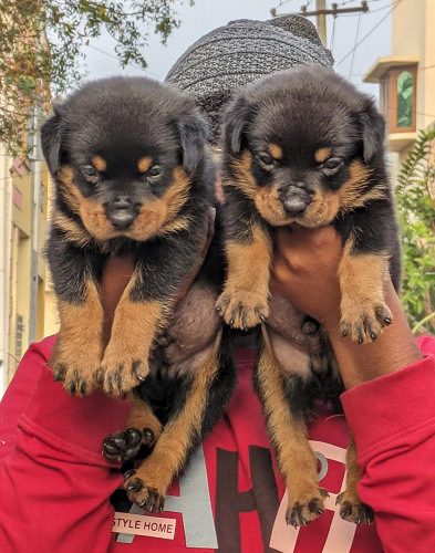 Rottweiler puppies