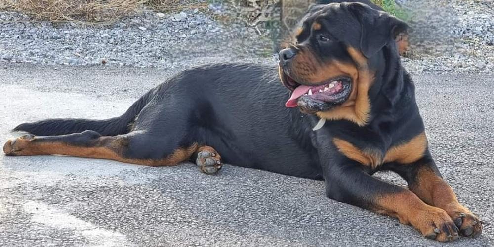 Rottweiler puppies for sale