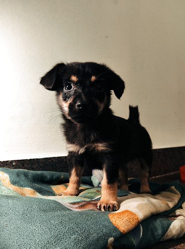 Rottweiler puppy