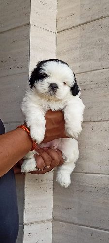ROYAL ORCHID PAWS PRESENTS SHIHTZU MALE FEMALE PUPPS