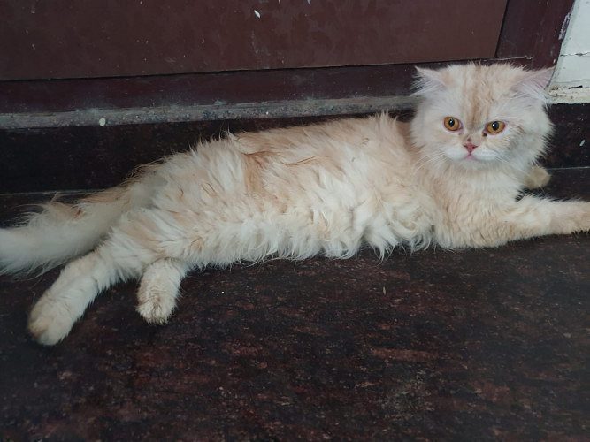 Semi punch female proven