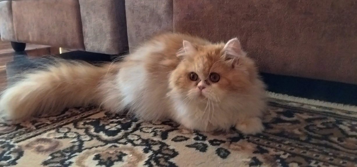 Semi punch Persian cat for sale in Mysore karnataka