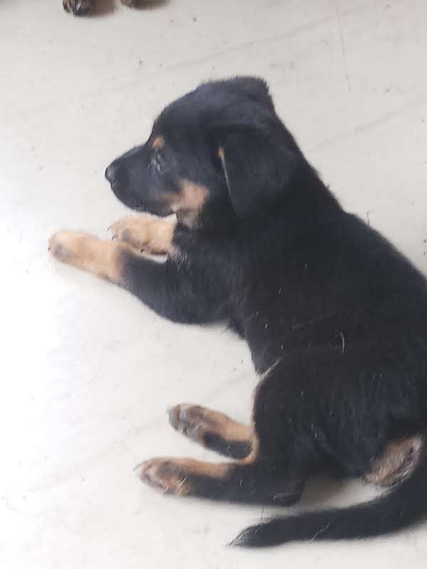 Sheprador Puppies!!!