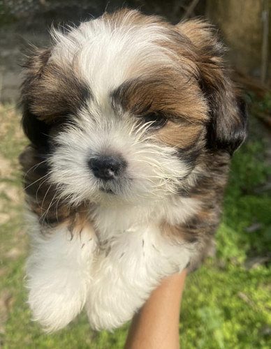 Shih Tzu