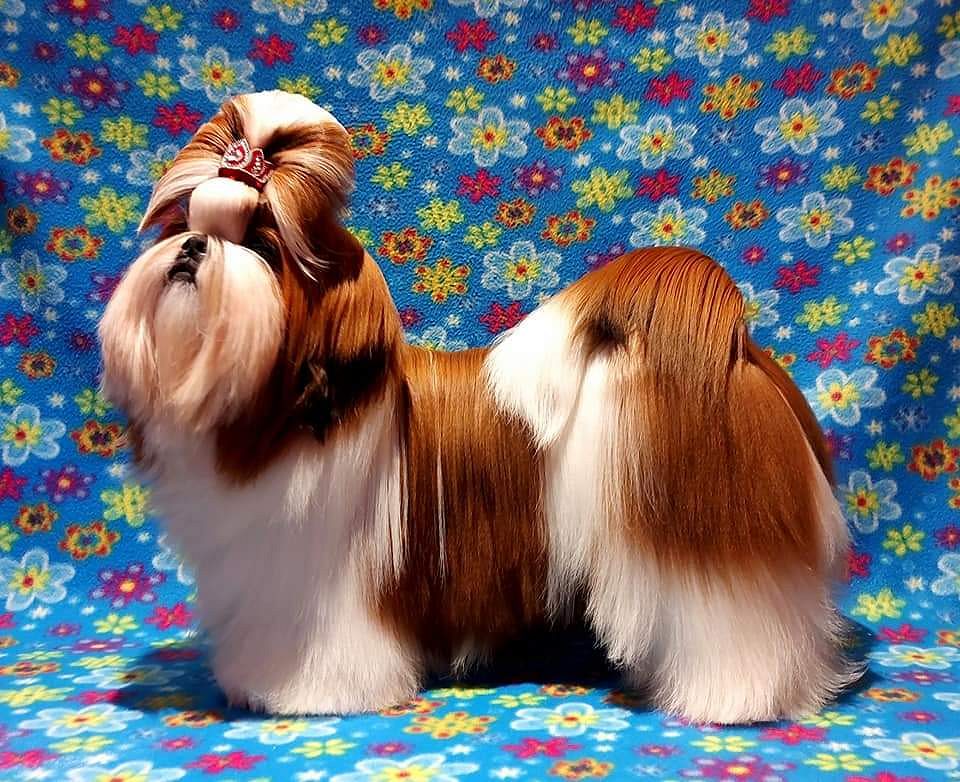 Shih Tzu puppies for sale