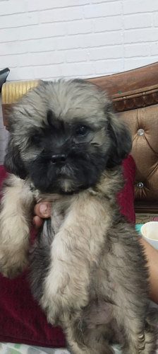 Shih Tzu puppy